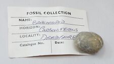 Carboniferous brachiopod fossi for sale  SALISBURY