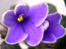 little indoor plant for sale little indoor plant for sale Newport