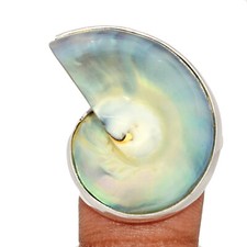 Natural nautilus shell for sale  Elk Grove