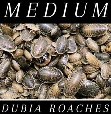 Dubia roaches medium for sale  El Monte