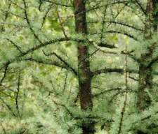 Larix laricina tamarack usato  Napoli