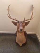 Fallow deer buck for sale  STOKE-ON-TRENT