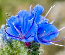 100x viper bugloss for sale  DEWSBURY
