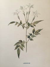 Original antique flower for sale  TORRINGTON