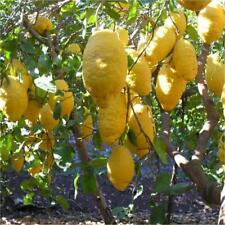 Pianta cedro vaso usato Pianta cedro vaso usato  Maddaloni