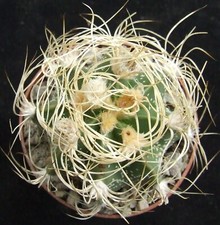 Astrophytum capricorne senile for sale  EASTBOURNE