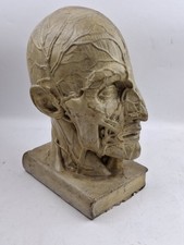Victorian plaster anatomical for sale  GLASGOW