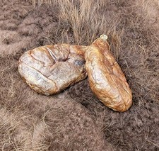 Glândulas de castor completo/100% natural/qualidade premium/castor (castor)/saudável comprar usado  Enviando para Brazil