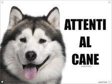 Alaskan malamute attenti usato Alaskan malamute attenti usato  Roma