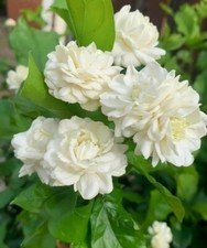 Jasmine grand duke for sale  Orlando