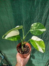 Monstera deliciosa albo for sale  Fort Lauderdale