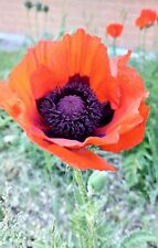 2000 semi papaver usato  Brescia