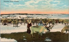 Reindeer herd alaska for sale  Memphis