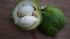 Large rooted white for sale  San Lorenzo
