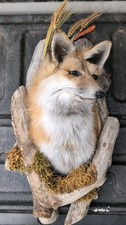 Red fox taxidermy for sale  Grand Junction