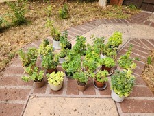 Life vicks plant for sale  Culver City