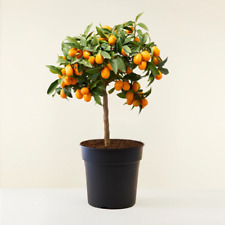 Kumquat fortunella margarita usato  Valmacca