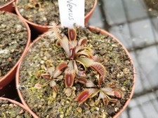 Dionaea muscipula pink gebraucht kaufen  Borchen
