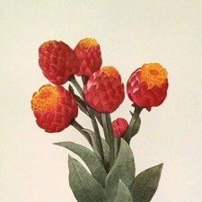 P J Flores Redoute GNAPHALE SUPERBE Arte Botânica Impressão Livro Placa 8 comprar usado P J Flores Redoute GNAPHALE SUPERBE Arte Botânica Impressão Livro Placa 8 comprar usado  Enviando para Brazil