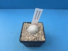 Mammillaria breviplumosa 2cm for sale  BIRMINGHAM