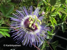 Passionsfrucht passiflora edul gebraucht kaufen  Wuppertal