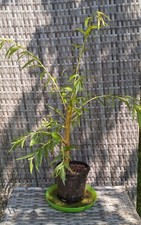 Stunning 60cm bonsai for sale  BRACKNELL