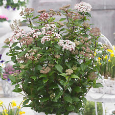 Viburnum spirit evergreen for sale  UK