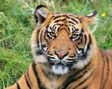 Nature wild tiger for sale  Savage