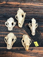 Real lot animal for sale  Java