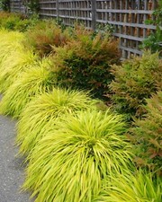 Hakonechloa macra aureola for sale  BARNSLEY