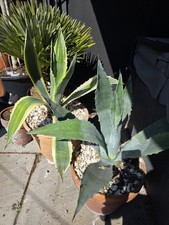 Baby agave rooted for sale  BROADSTAIRS