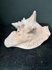 Large queen conch for sale  RINGWOOD