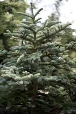 Abies concolor weiß gebraucht kaufen  Westerstede