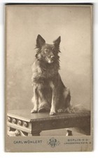 Fotografie carl wöhlert gebraucht kaufen  Berlin