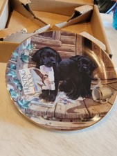 Puppies black labrador for sale  Elsie