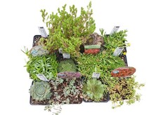 Hauswurz sempervivum sedum gebraucht kaufen Hauswurz sempervivum sedum gebraucht kaufen  Schwarzenfeld
