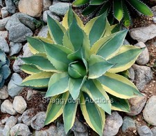 Agave ovatifolia variegated for sale  Downey
