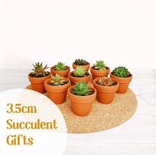 Mini succulent sempervivum for sale  OLDHAM