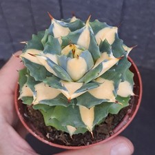 Agave cv. kissho usato  Casatenovo