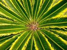 Cycas revoluta aurea usato  Napoli