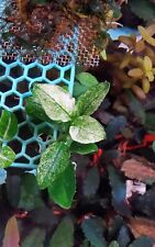 Anubias pinto rare for sale  HARTLEPOOL