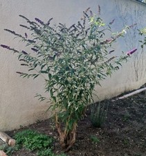 Buddleja abholer20 schmetterli gebraucht kaufen  Heilbronn