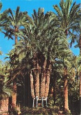 Espagne elche huerto d'occasion  France