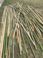 Canne bambù 200 usato  Aquileia