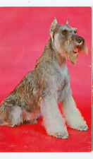 Dog purebred schnauzer for sale  Carleton