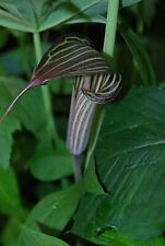 Cobra lily arisaema for sale  Saint Augustine
