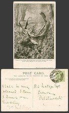 Heads fallow deer for sale  UK