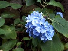 Hydrangea macrophylla blue for sale  ST. AUSTELL
