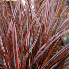 Uncinia rubra everflame for sale  UK