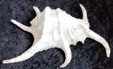 Fechterschnecke große tropisc gebraucht kaufen  Kell